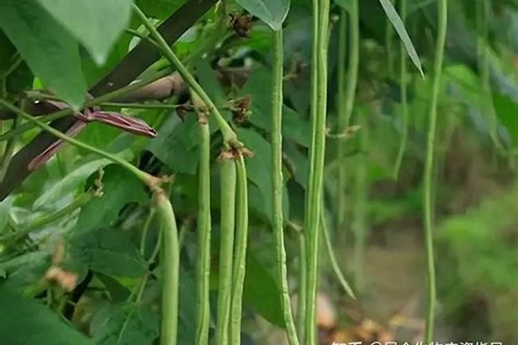 豆角可以施氯化钾吗