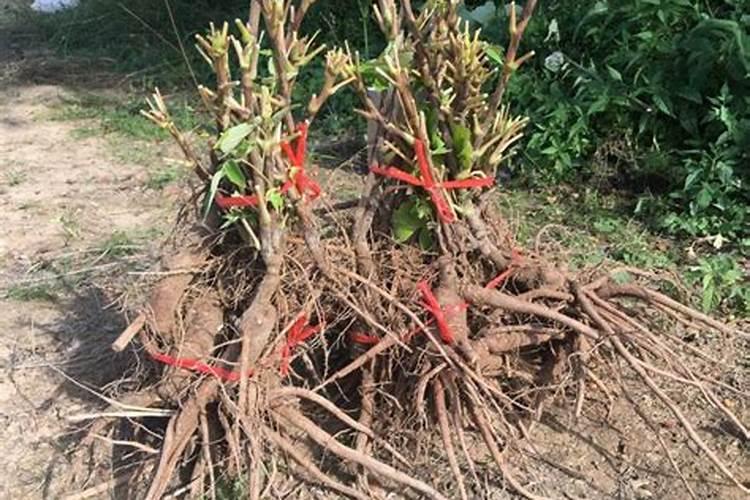 牡丹开花时施什么肥料好一点