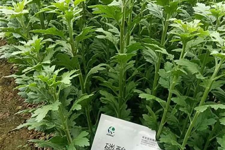 牡丹花怎么养,怎样管理？