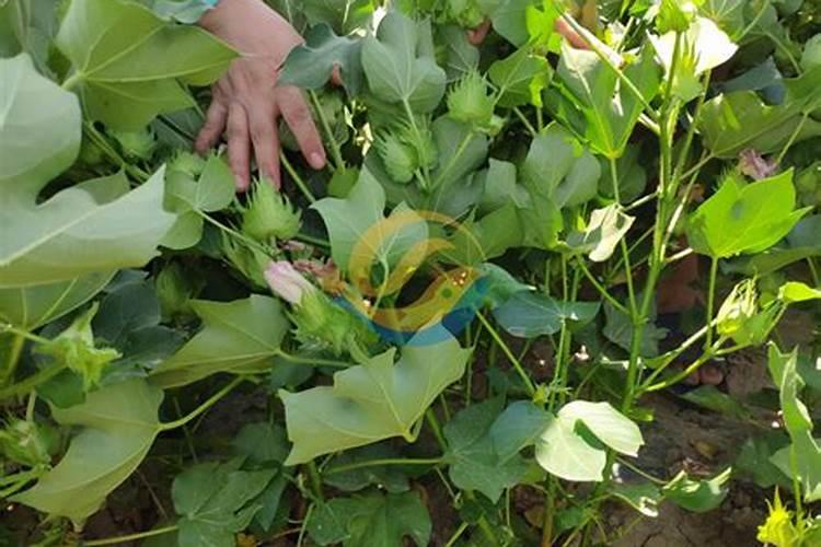 肥料防结块剂是什么？