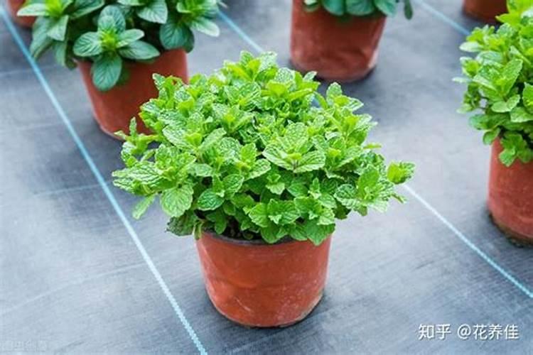 天狼月季暑系列有哪些