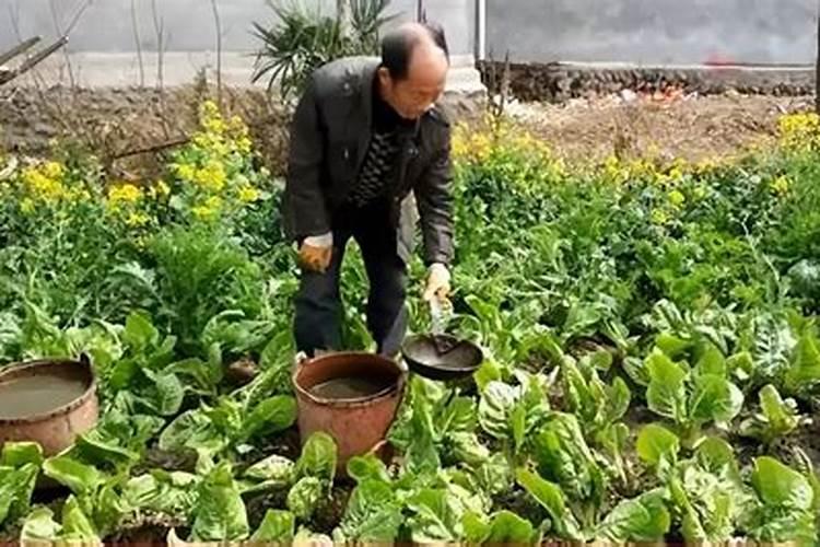 微量元素肥料有哪些 微量元素肥料有什么作用