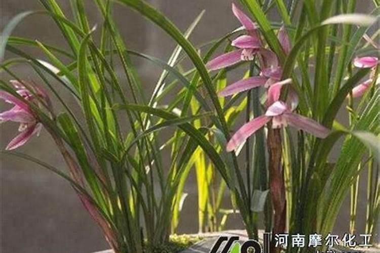 兰花冬天施什么肥最好 兰花冬天施肥方法