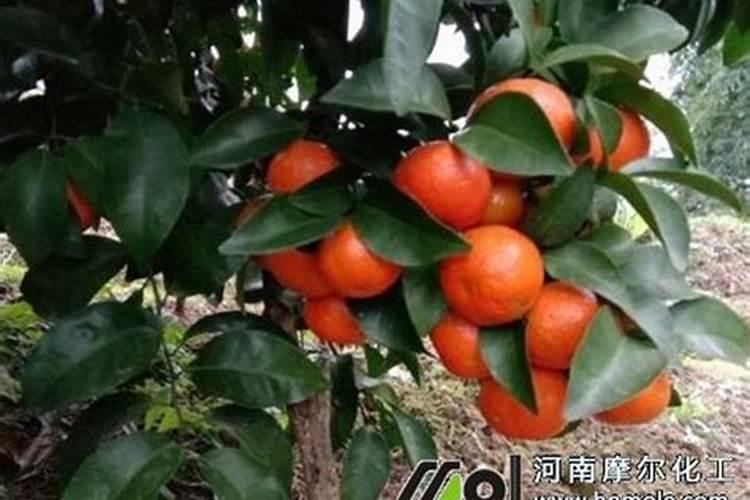 柑橘稳果药什么时候用