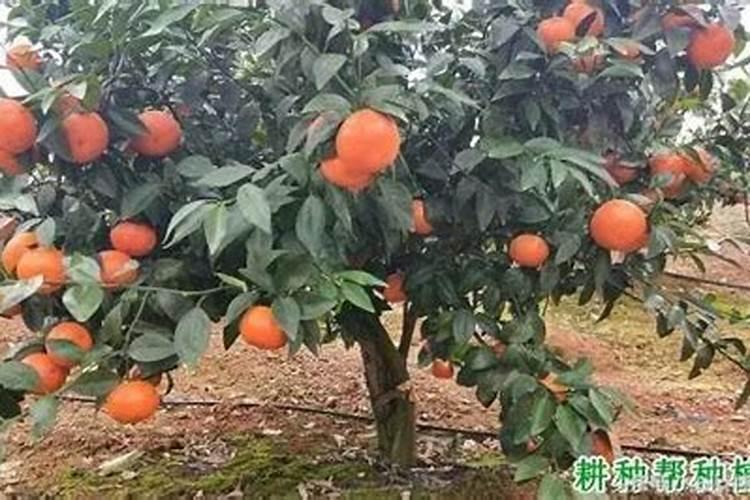 柑橘缺硼会怎样？怎么补充硼肥？