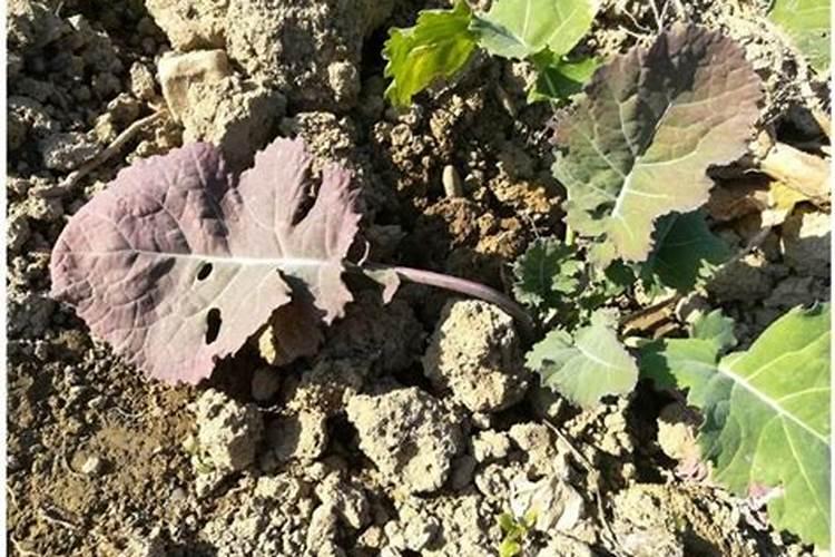 西葫芦露天种植怎么浇水施肥最好