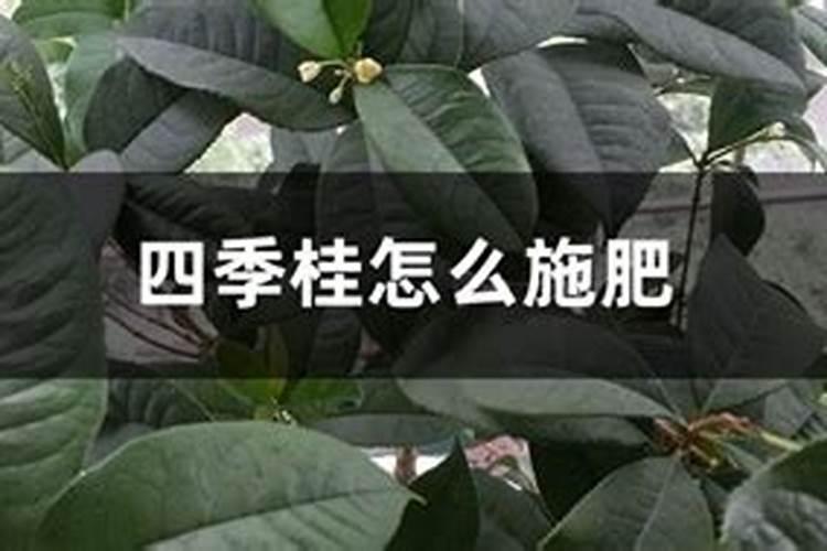 桂圆盆栽种植方法