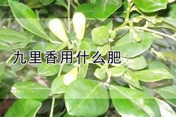 九里香用什么肥