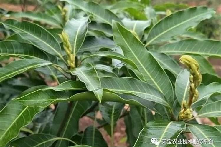 芒果长几蓬叶时控梢比较好？