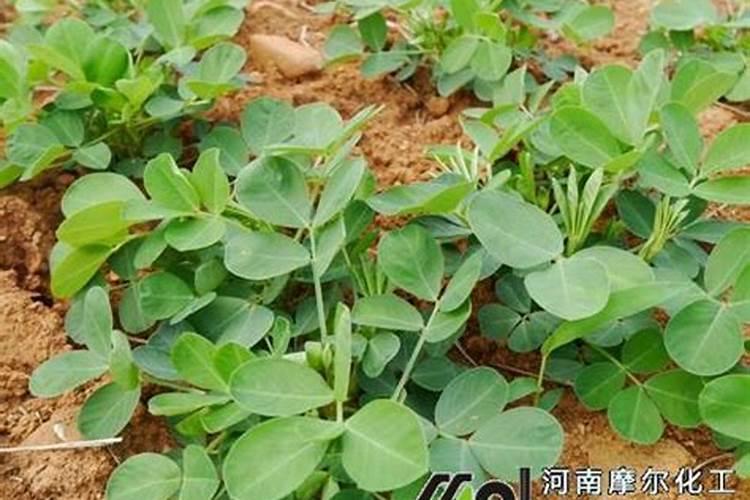 补充硒元素的叶面肥有哪些？