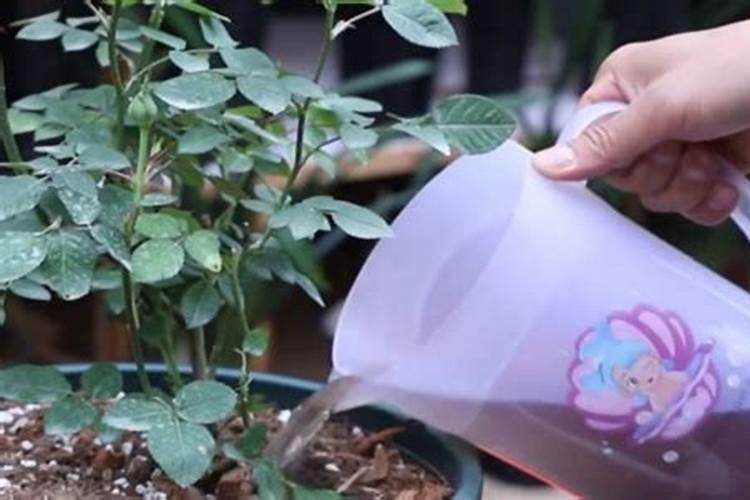 月季花施肥方法怎样给月季花施肥