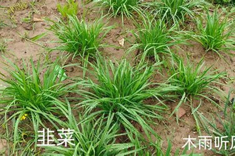 铜钱草浇什么肥最好