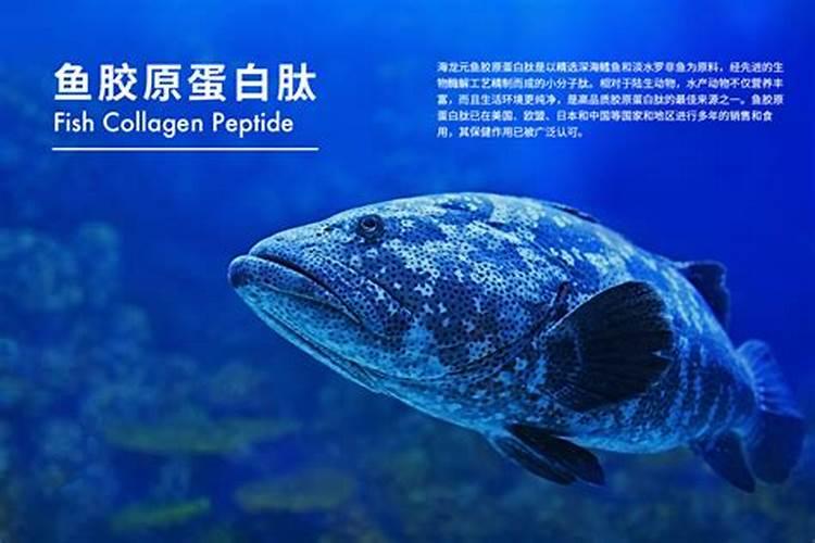 有哪些品质很好的鱼食品牌推荐呢？