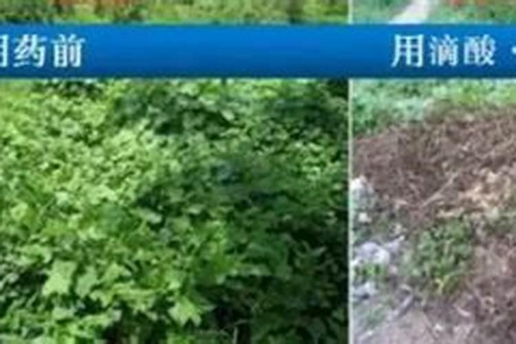 草甘膦对白腊树有伤害吗？