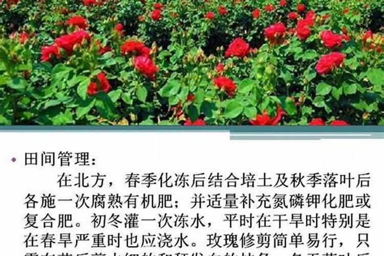 玫瑰怎么施肥,这样施肥花开的更艳!