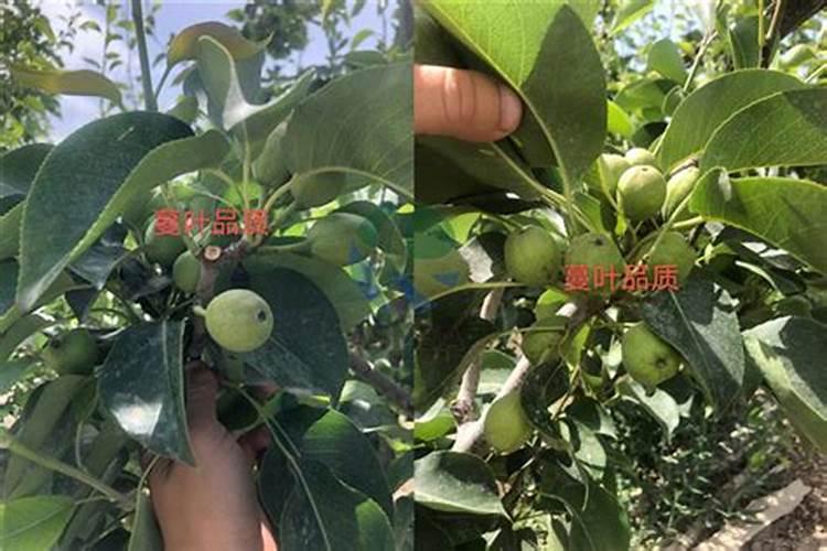 把玉米种子上的红色药剂泡成水喝了会有什么后遗症么,