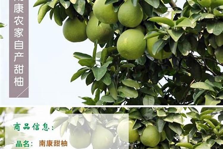 红肉蜜柚的栽培技术