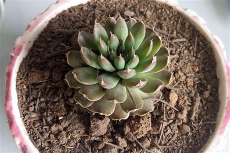 多肉植物用什么肥料比较好？
