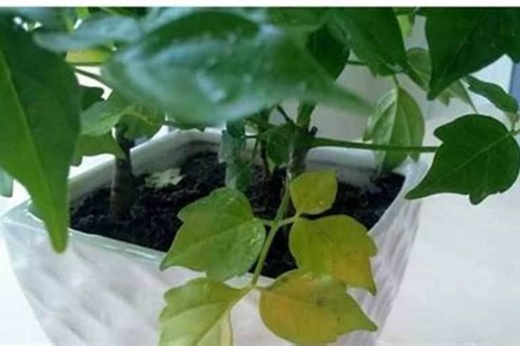 辜福树加了化肥掉叶怎么办？