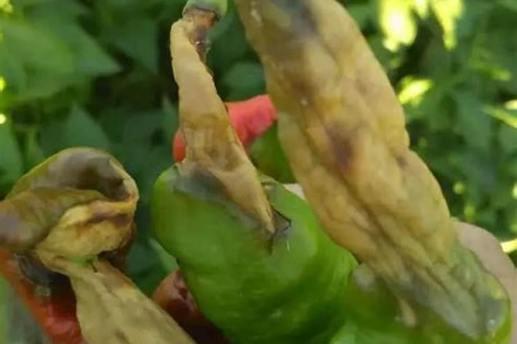 “脐腐病”危害大,辣椒、番茄都怕它,补钙真的有用吗？
