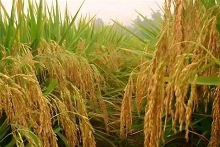 水稻孕穗期施肥用什么肥料