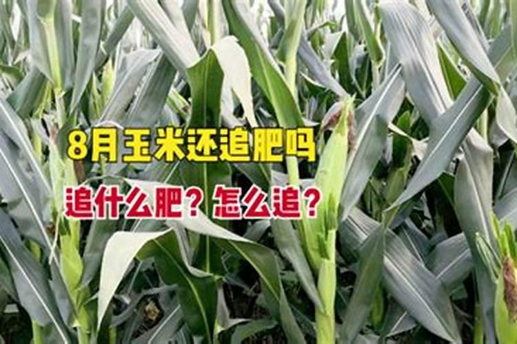 金桂树如何养