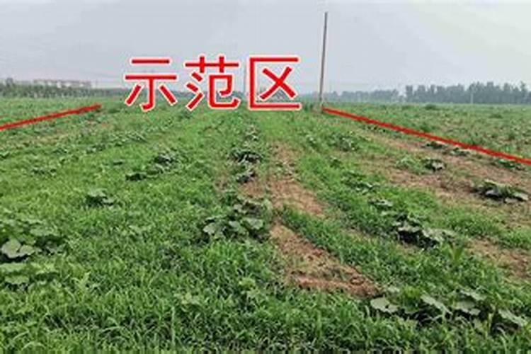 西红柿施什么肥料最好