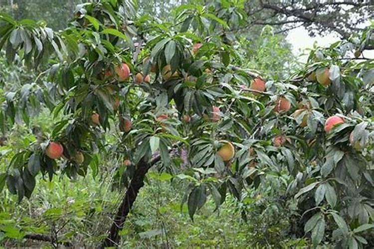 桃树种植技术都有哪些？分别需要注意什么？