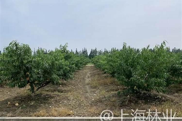 桃树春季施什么肥料最好