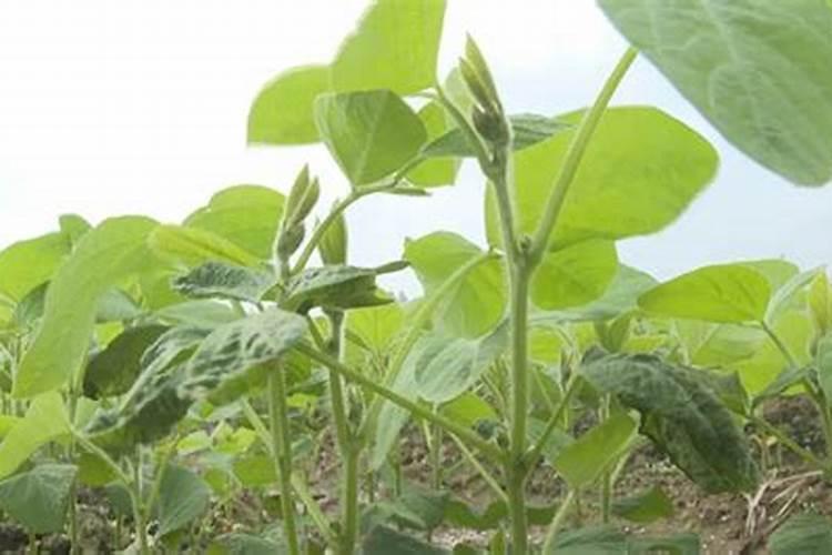 洋葱膨大起倒伏怎么办？