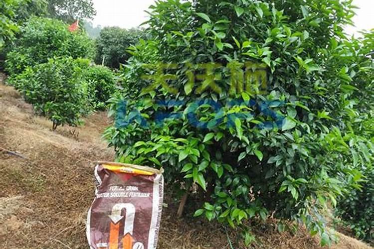 沃柑用什么肥料最好