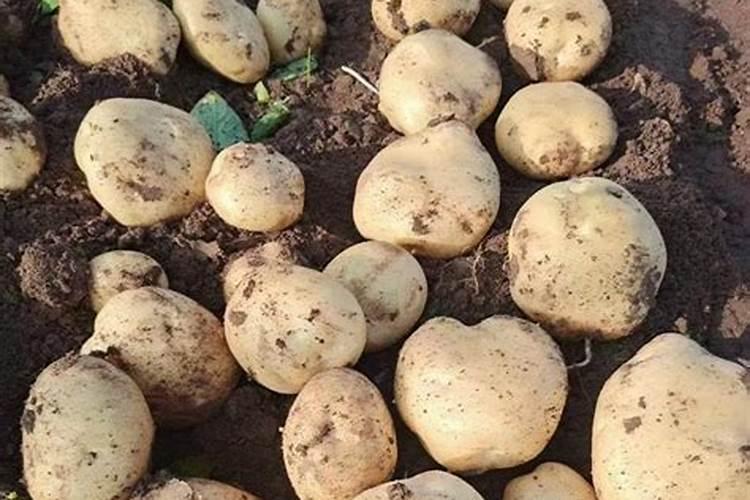 果树在果实膨大期施入钾肥过量有危害吗？