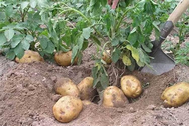 苹果树什么时间施肥好？苹果树膨果期施肥注意事项
