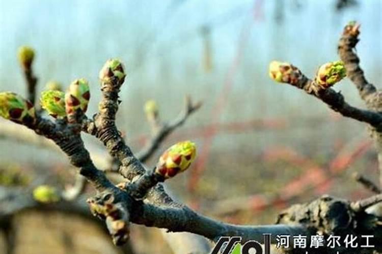 梨树施肥距离树多远