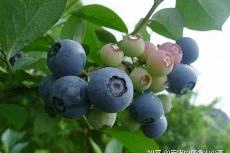 果树花期施什么肥