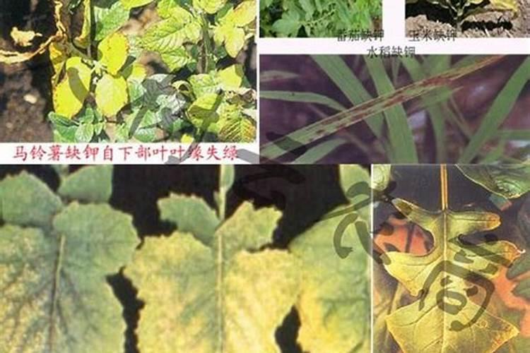 请问氮肥、磷肥、钾肥对盆栽花卉植物各起什么作用