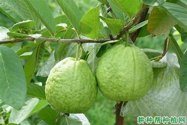 种植西瓜,主要步骤是什么？