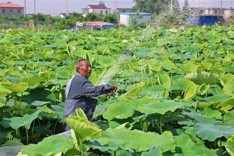 云苔内脂素对作物起什么作用 和玉米控旺剂能一块用吗