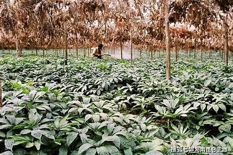 芸苔素和控旺剂可以混用喷小麦吗？