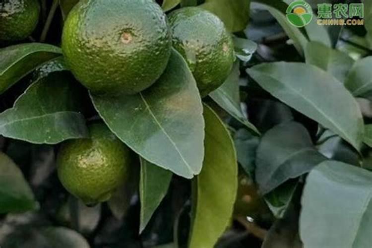 含氨基酸水溶肥料微量元素型标准