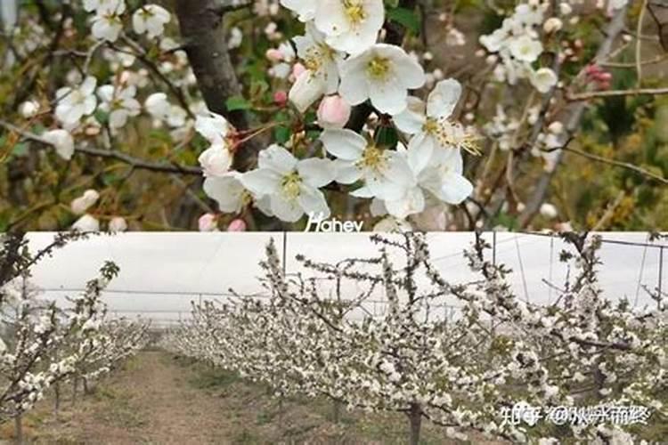 水稻硅肥正确使用方法 什么时候使用效果好