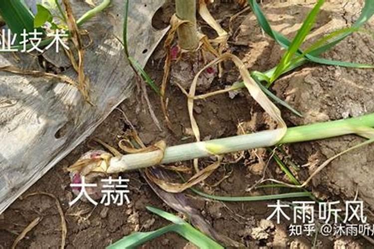 生姜用什么肥料才高产附施肥方法
