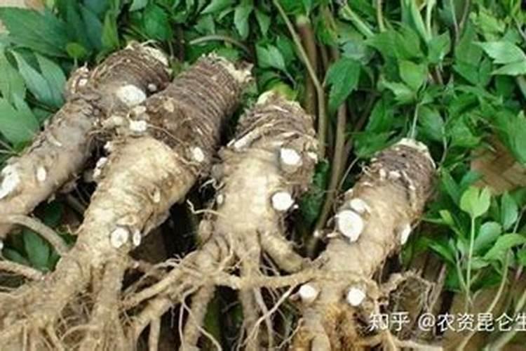 萝卜零下多少度冻不了