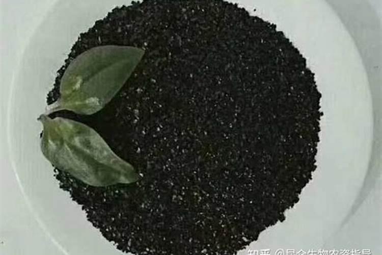 玉米地除草剂用什么药最好