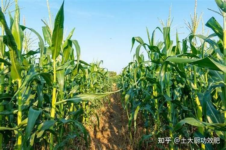 种玉米底肥用什么复合肥好