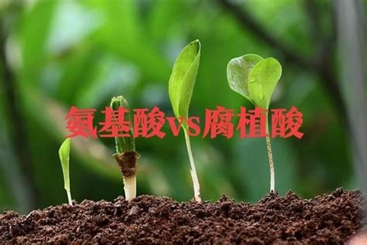 氨基酸水溶肥料对人的危害是什么