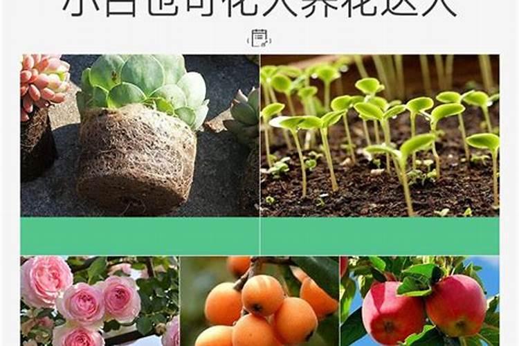 锌肥有哪些