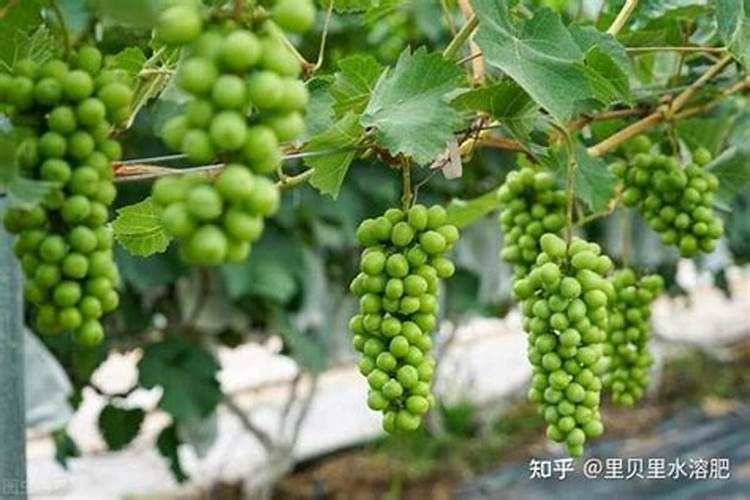 葡萄树什么时候施肥