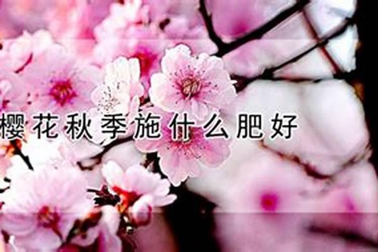 樱花树在冬季落叶后是否可以施肥