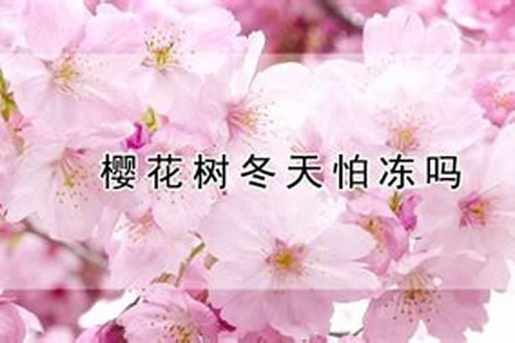樱花树在冬季落叶后是否可以施肥